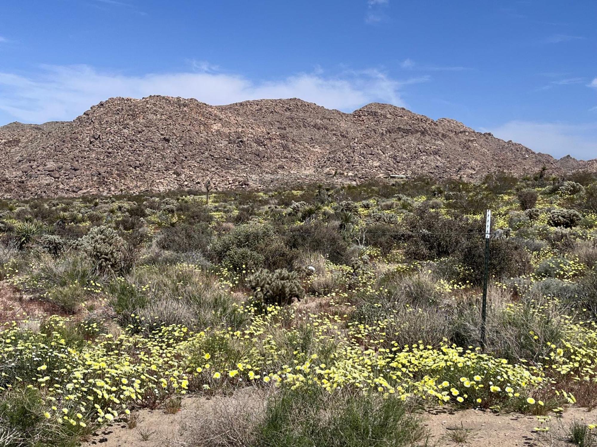The House * Joshua Tree